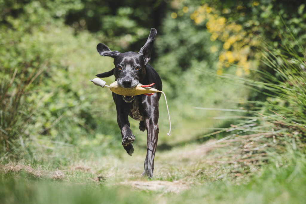 Dog running through the forest with a dummy